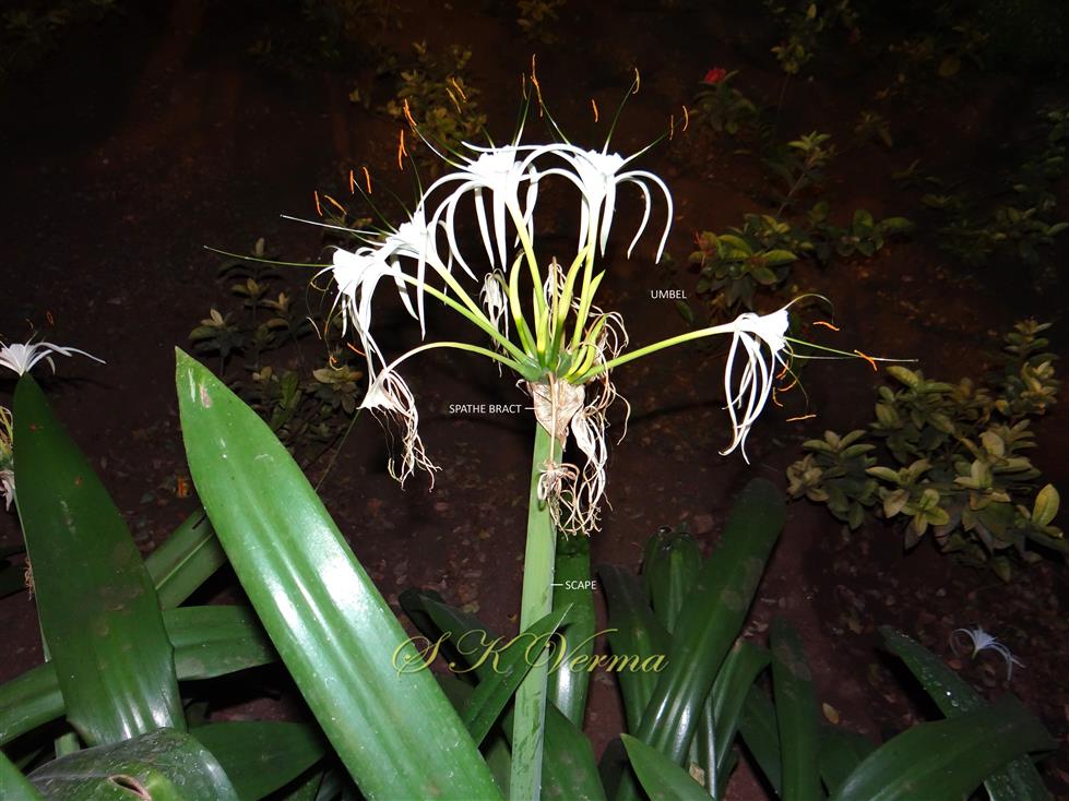   Inflorescence (Umbel)